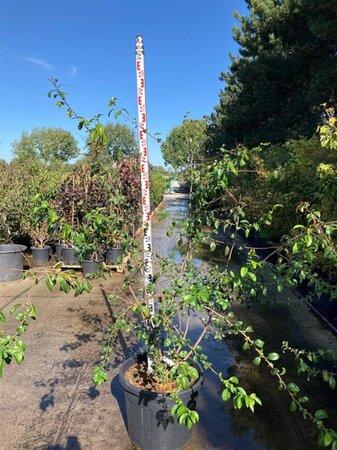 Chaenomeles spec. 'Rubra' 150-175 cm cont. 70L meerstammig - afbeelding 2