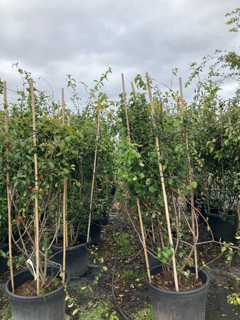 Chaenomeles spec. 'Rubra' 150-175 cm cont. 70L meerstammig
