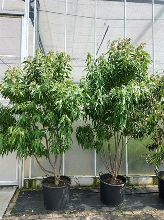 Chitalpa tashk. 'Minsum' 200-250 cm container meerstammig