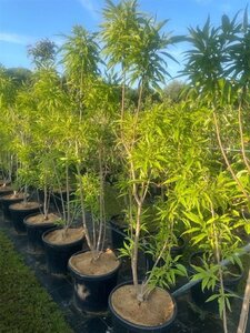 Chitalpa tashk. Summer Bells 175-200 cm cont. 45L multi-stem