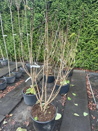 Clerodendrum trichotomum 150-175 cm container meerstammig