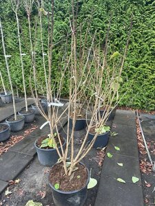 Clerodendrum trichotomum 150-175 cm container meerstammig