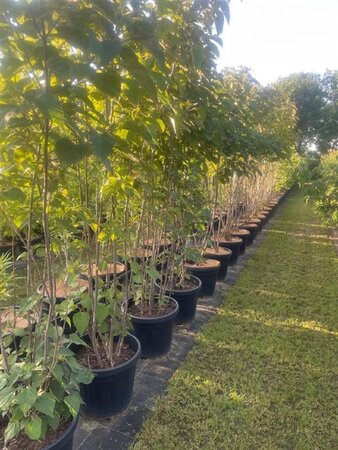 Clerodendrum trichotomum 175-200 cm cont. 45L meerstammig