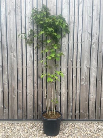 Clerodendrum trichotomum 200-250 cm cont. 45L meerstammig