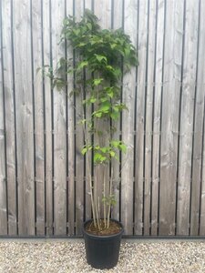 Clerodendrum trichotomum 200-250 cm cont. 45L meerstammig