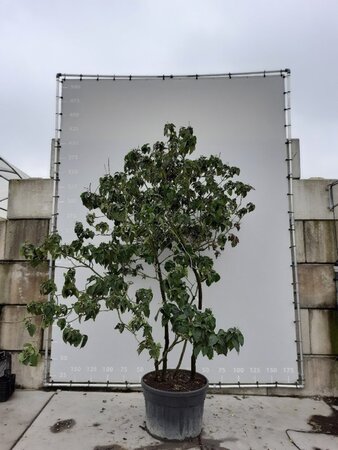 Clerodendrum trichotomum 225-250 cm draadkluit meerstammig