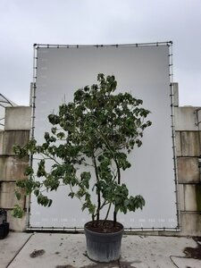 Clerodendrum trichotomum 225-250 cm WRB multi-stem