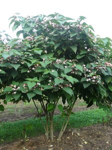 Clerodendrum trichotomum 250-300 cm draadkluit meerstammig