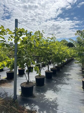 Cladrastis kentukea 125-150 cm cont. 20L meerstammig