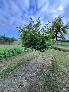 Cladrastis kentukea 200-250 cm draadkluit meerstammig