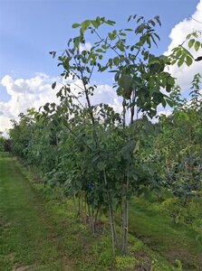 Cladrastis kentukea 250-300 cm draadkluit meerstammig extra - afbeelding 1