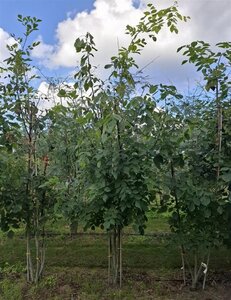 Cladrastis kentukea 250-300 cm draadkluit meerstammig extra - afbeelding 2