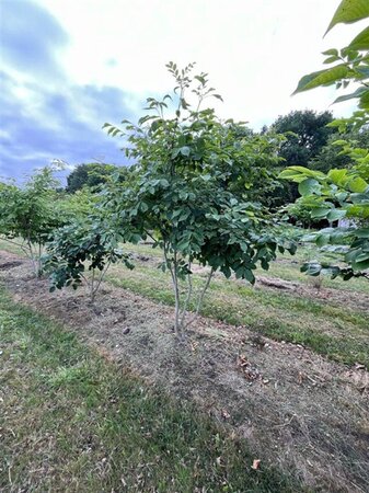 Cladrastis kentukea 250-300 cm draadkluit meerstammig extra