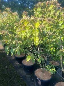 Clerodendrum trichotomum fargesii 150-175 cm cont. 45L meerstammig solitair