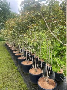 Clerodendrum trichotomum fargesii 175-200 cm cont. 45L meerstammig