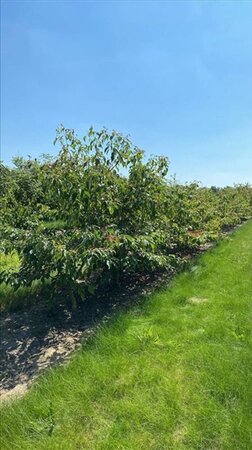 Cornus alternifolia 150-175 cm draadkluit meerstammig - afbeelding 1