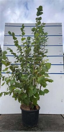 Corylus avellana 150-175 cm cont. 20L meerstammig