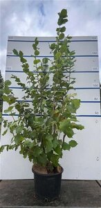 Corylus avellana 150-175 cm cont. 20L meerstammig