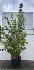Corylus avellana 150-175 cm cont. 20L meerstammig