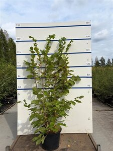 Corylus avellana 150-175 cm cont. 20L meerstammig