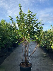 Corylus avellana 200-250 cm cont. 95L meerstammig