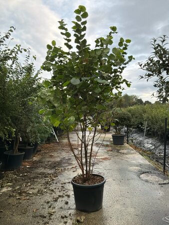 Corylus avellana 200-250 cm cont. 95L meerstammig - afbeelding 2