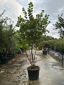 Corylus avellana 200-250 cm cont. 95L meerstammig - afbeelding 2