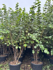 Corylus avellana 200-250 cm cont. 95L meerstammig