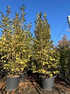 Corylus avellana 250-300 cm cont. 130L meerstammig