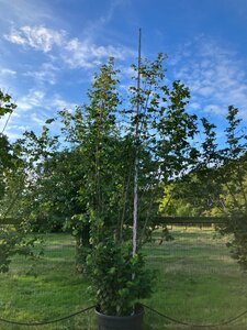 Corylus avellana 300-350 cm cont. 230L meerstammig