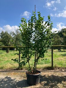 Corylus avellana 300-350 cm cont. 230L meerstammig