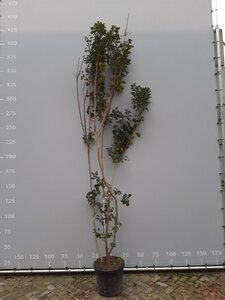 Cotinus coggygria 225-250 cm draadkluit meerstammig