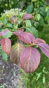 Cornus controversa 150-175 cm draadkluit meerstammig