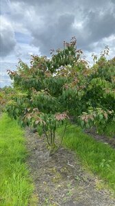 Cornus controversa 150-175 cm draadkluit meerstammig - afbeelding 2