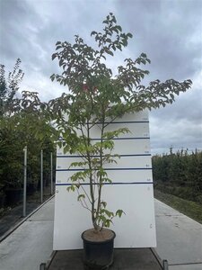 Cornus controversa 175-200 cm cont. 35L meerstammig