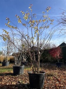 Cornus controversa 200-250 cm cont. 130L meerstammig