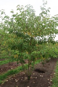 Cornus controversa 300-350 cm draadkluit meerstammig
