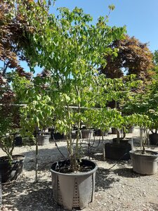 Cornus controversa 300-350 cm draadkluit meerstammig