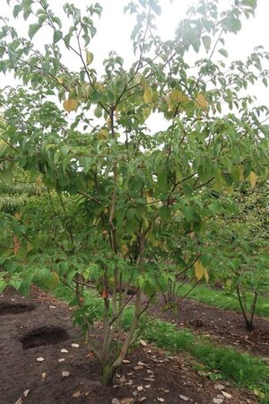 Cornus controversa 300-350 cm draadkluit meerstammig - afbeelding 2