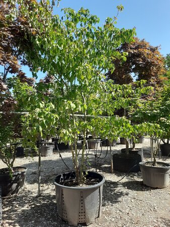 Cornus controversa 300-350 cm WRB multi-stem