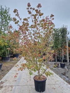 Cornus k. 'China Girl' 175-200 cm container meerstammig paraplu