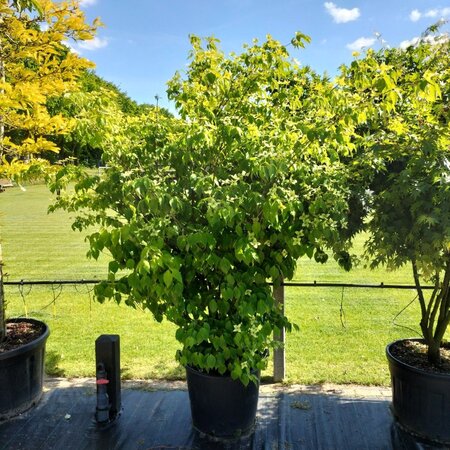 Cornus k. 'China Girl' 200-250 cm container meerstammig - afbeelding 3