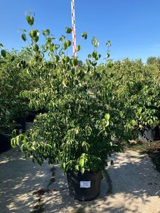 Cornus kousa chinensis 175-200 cm cont. 95L meerstammig