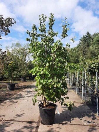 Cornus kousa chinensis 175-200 cm container meerstammig paraplu - afbeelding 1
