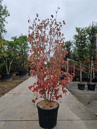 Cornus kousa chinensis 175-200 cm container meerstammig paraplu - afbeelding 2