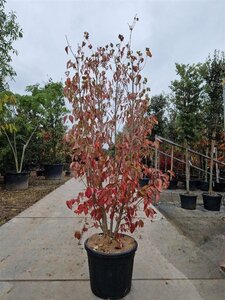 Cornus kousa chinensis 175-200 cm container meerstammig paraplu - afbeelding 2