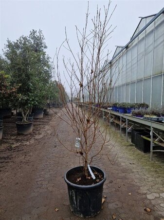 Cornus kousa chinensis 175-200 cm container meerstammig paraplu - afbeelding 3