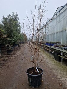 Cornus kousa chinensis 175-200 cm container meerstammig paraplu - afbeelding 3
