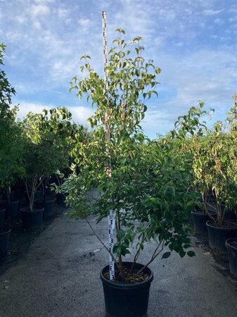 Cornus kousa chinensis 200-225 cm cont. 90L meerstammig - afbeelding 2