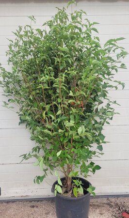 Cornus kousa chinensis 200-250 cm container meerstammig - afbeelding 2